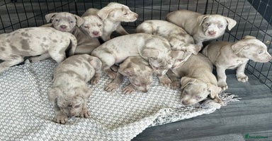 Cane Corso dogs - Advert 6