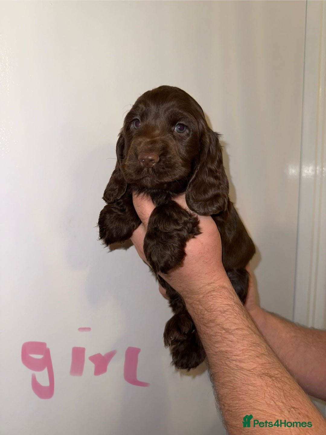 Cocker Spaniel dogs for sale: Kc registered show type cocker spaniels  - Advert 2
