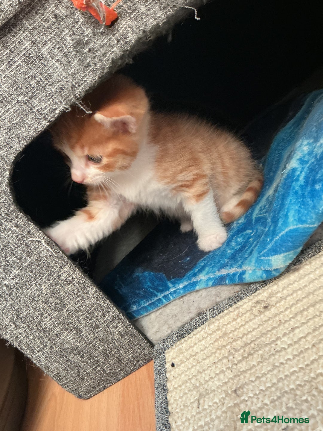 Domestic Shorthair cats for sale: Black-white-Ginger kitten - Advert 13