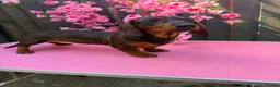 Dachshund dogs for sale: 2 tekles for sale brother and sister £1100 ONO - Advert 14