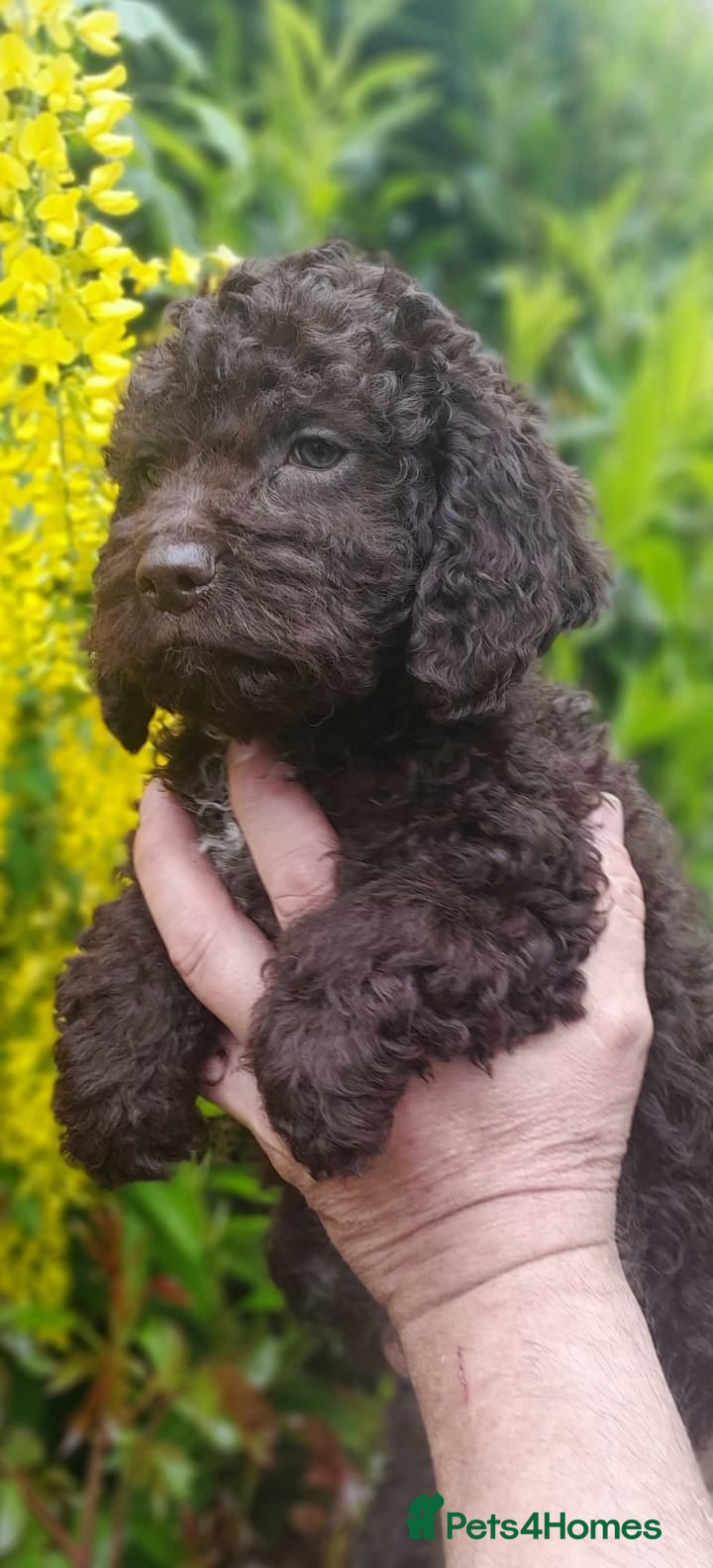 Lagotto Romagnolo dogs Kc lagotto romagnolo puppies - Advert 7