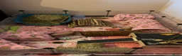 Guinea Pig rodents for sale: Baldwin skinny pig pair  - Advert 3