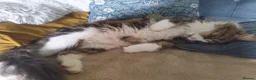 Maine Coon cats for sale: Maine Coon Neutered Queen - Advert 2