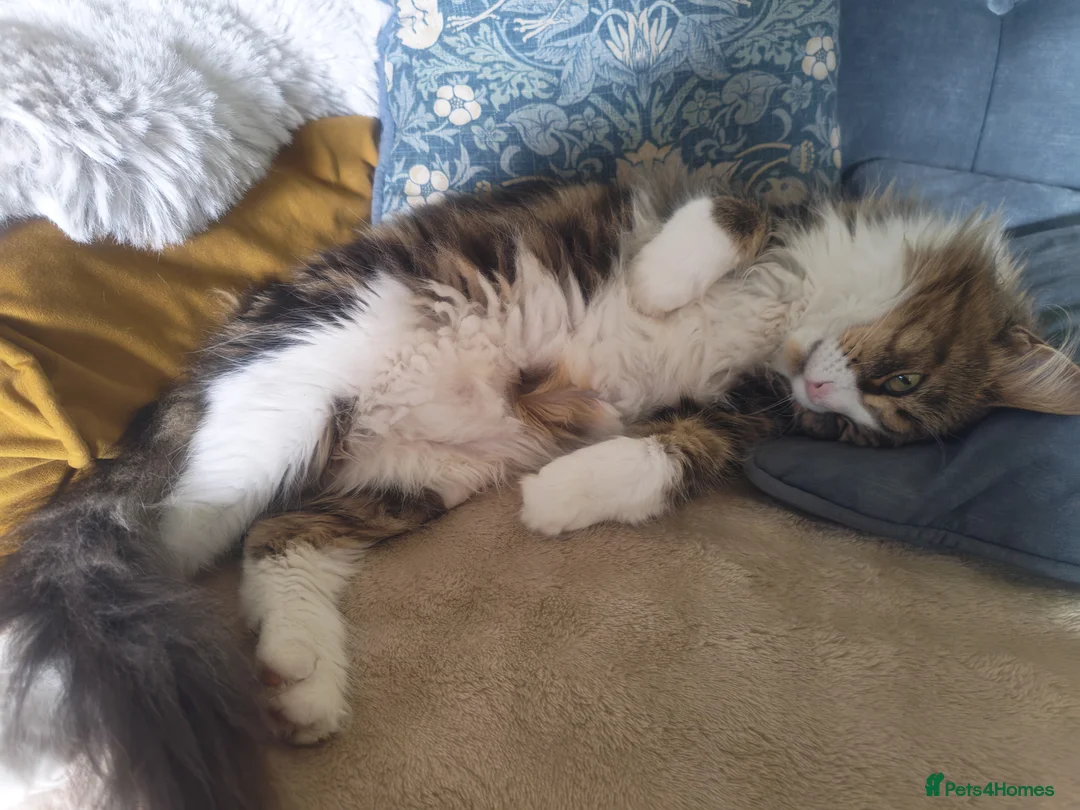 Maine Coon cats for sale: Maine Coon Neutered Queen - Advert 2