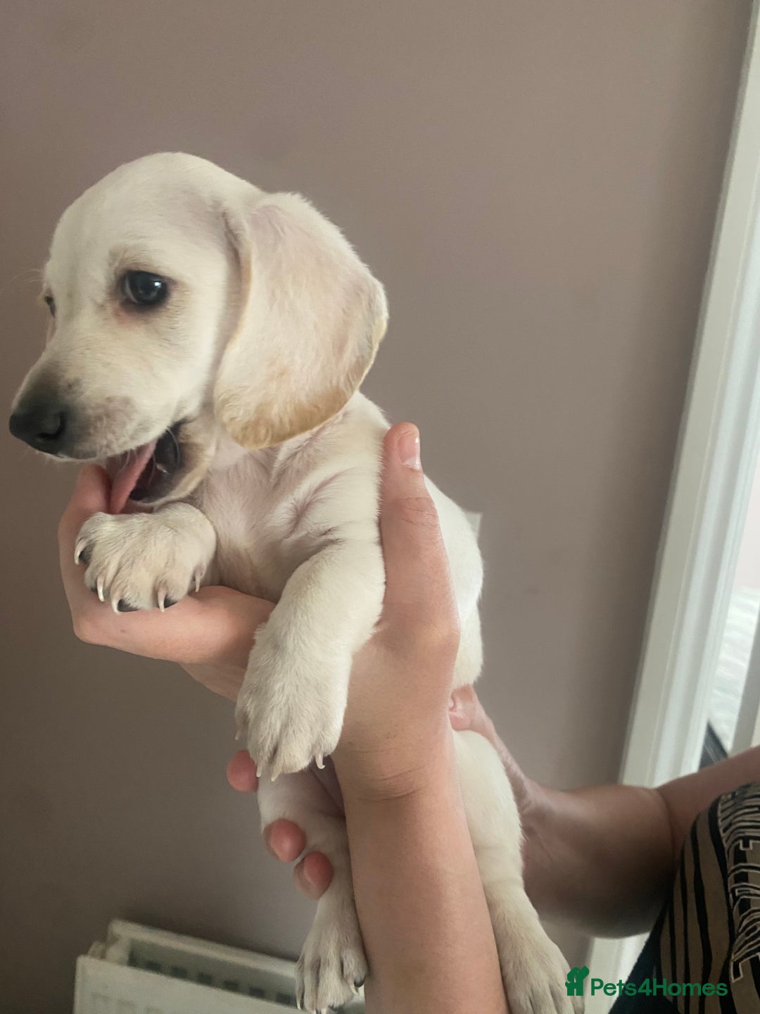Dachshund dogs for sale: Stunning male Dachshund puppies  - Image 6