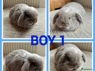 Mini Lop rabbits Pure mini lop babies - Advert 5