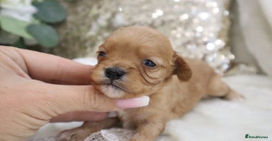 Cavapoo dogs - Advert 2