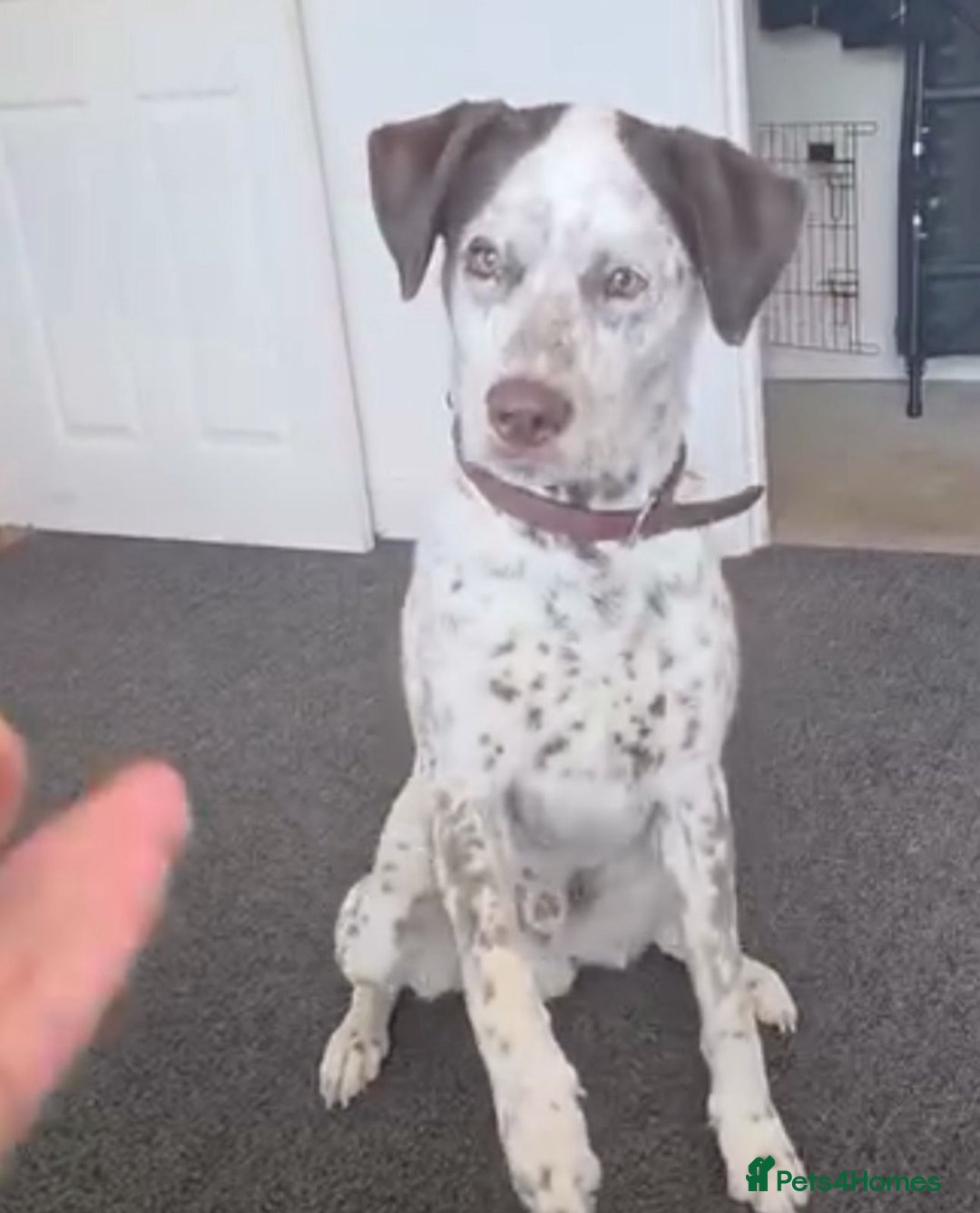 Mixed Breed dogs for sale: Male Dalmatian / husky dog  - Image 8