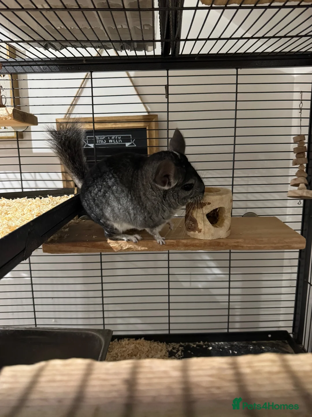 Chinchilla rodents for sale: Bonded Male Chinchillas (3 Yrs) + Everything in York - Advert 2