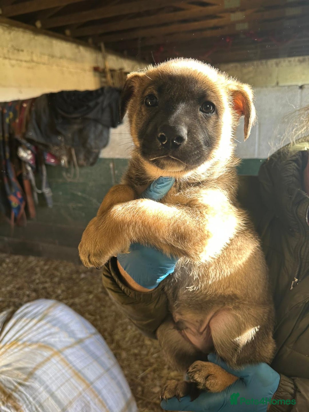 German Shepherd dogs for sale: German Shepard puppies - Advert 9