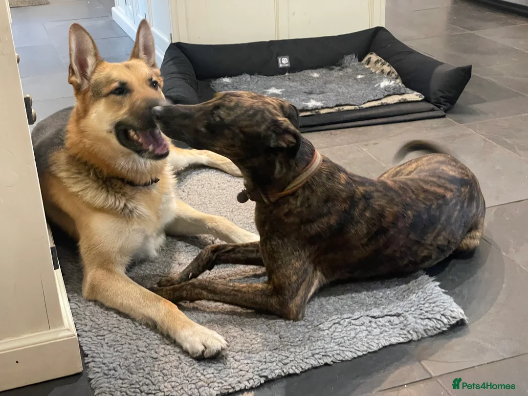 German Shepherd dogs for stud: Spectacular GSD wolfdog *for Stud only* in Dursley - Advert 8