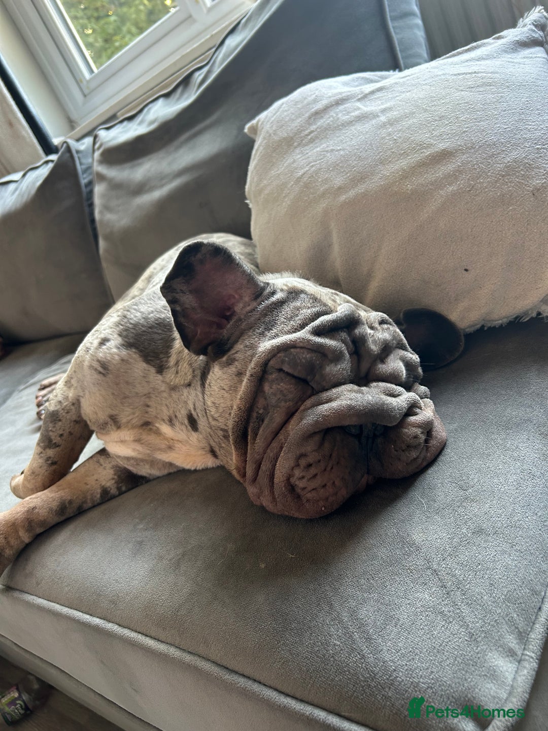 French Bulldog dogs for sale: Mabel, Merle ** French bull dog - Image 7