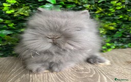 Lionhead rabbits for sale: BEAUTIFUL BABY LIONHEAD BUNNIES - Image 2