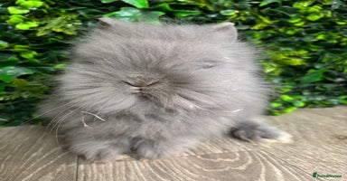 Lionhead rabbits - Advert 10