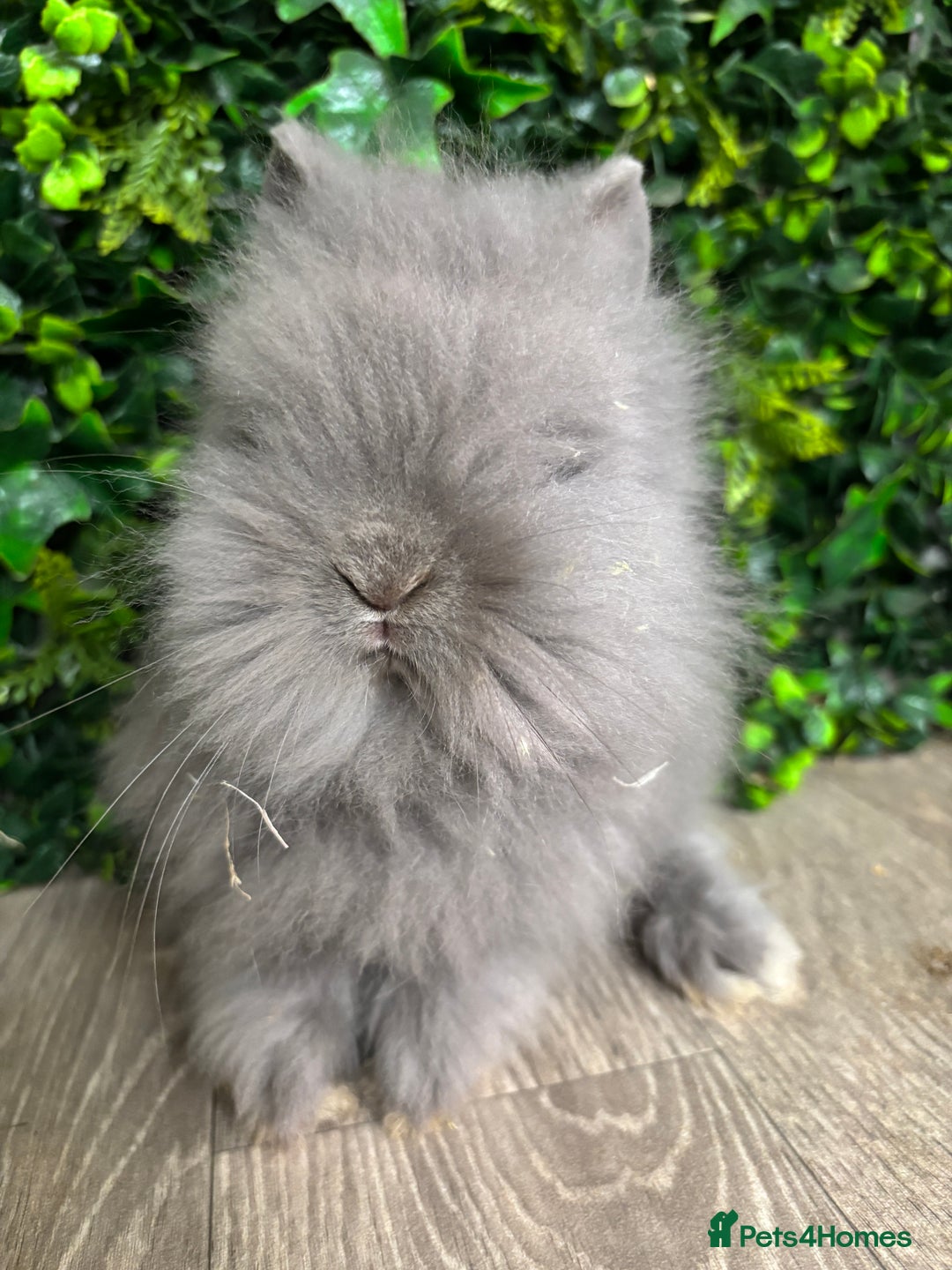 Lionhead rabbits for sale: BEAUTIFUL BABY LIONHEAD BUNNIES - Image 2