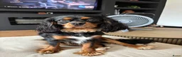 Cavalier King Charles Spaniel dogs for sale: Yafa to find his forever home x in Shoreham-by-Sea - Advert 1