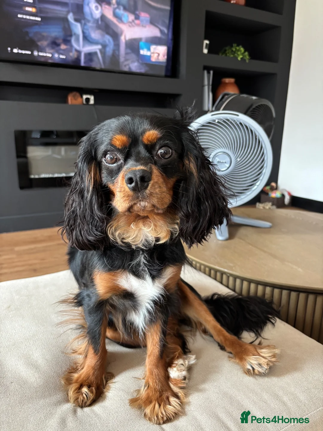 Cavalier King Charles Spaniel dogs for sale: Yafa to find his forever home x in Shoreham-by-Sea - Advert 1