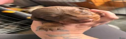 Miniature Dachshund dogs for sale: Beautiful kc miniature dachshund puppies - Advert 28
