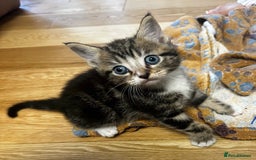 Mixed Breed cats for sale: 6 Of the cutest kittens ever !  - Image 25