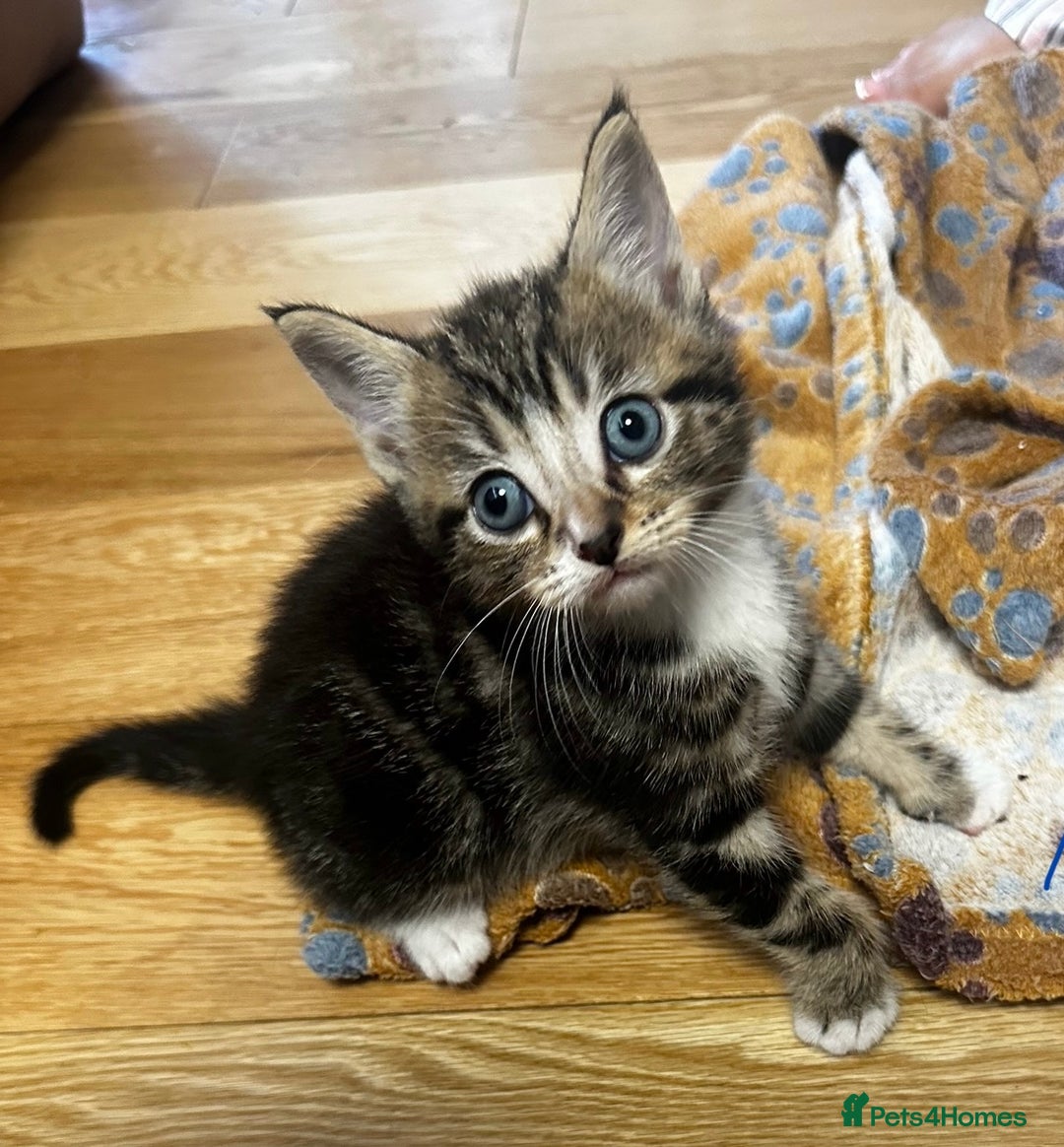 Mixed Breed cats for sale: 6 Of the cutest kittens ever !  - Image 25