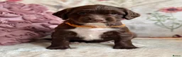 Sprocker dogs for sale: Sprocker Spaniel pups  in Stranraer - Advert 6