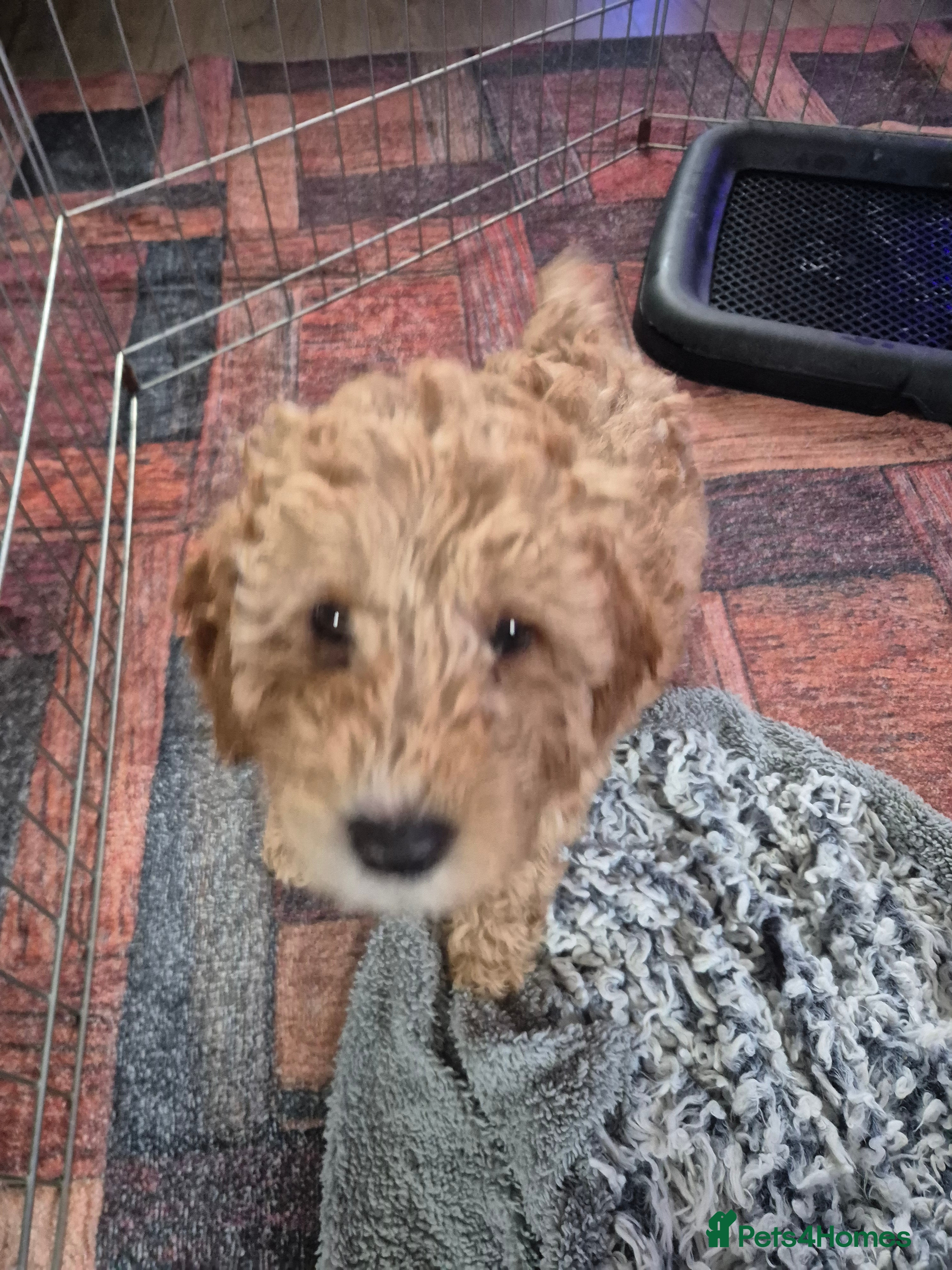 Labradoodle dogs for sale: Beautiful MINIATURE Labradoodles !  - Advert 2