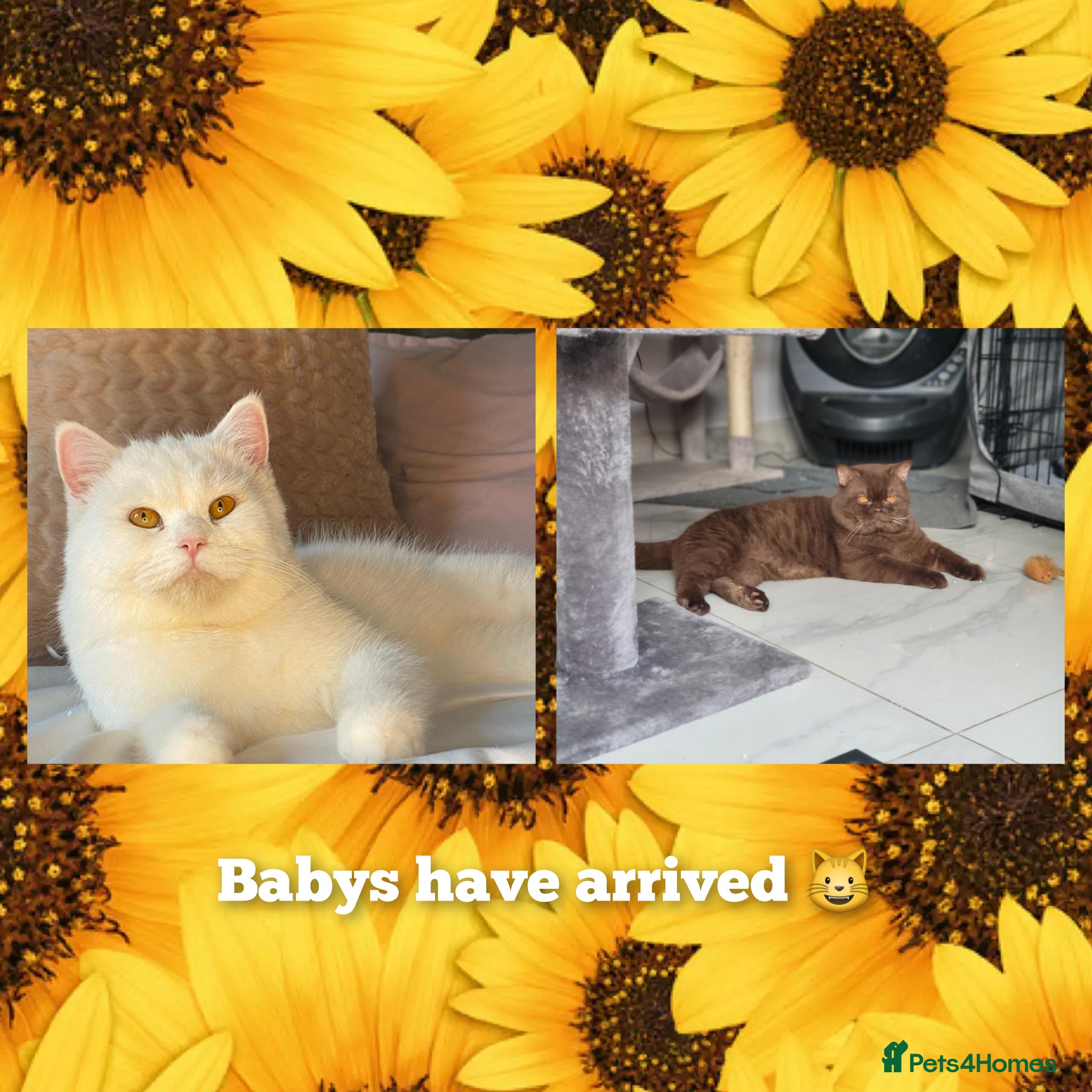 British Shorthair cats 🐈‍⬛OUTSTANDING BRITISH SHORT HAIR KITTENS  - Advert 1
