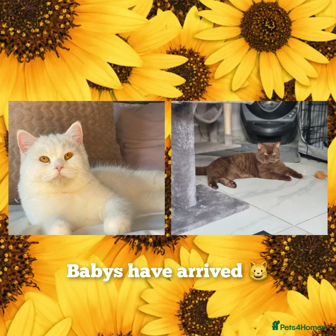 British Shorthair cats for sale: 🐈‍⬛OUTSTANDING BRITISH SHORT HAIR KITTENS  in Arlesey - Advert 1