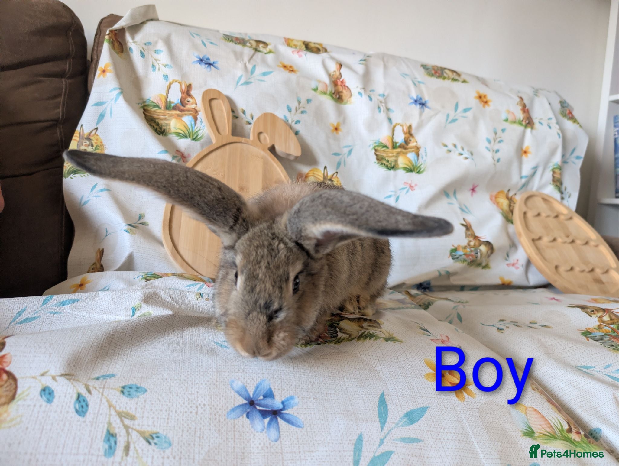 Continental Giant rabbits Continental giant - Advert 2