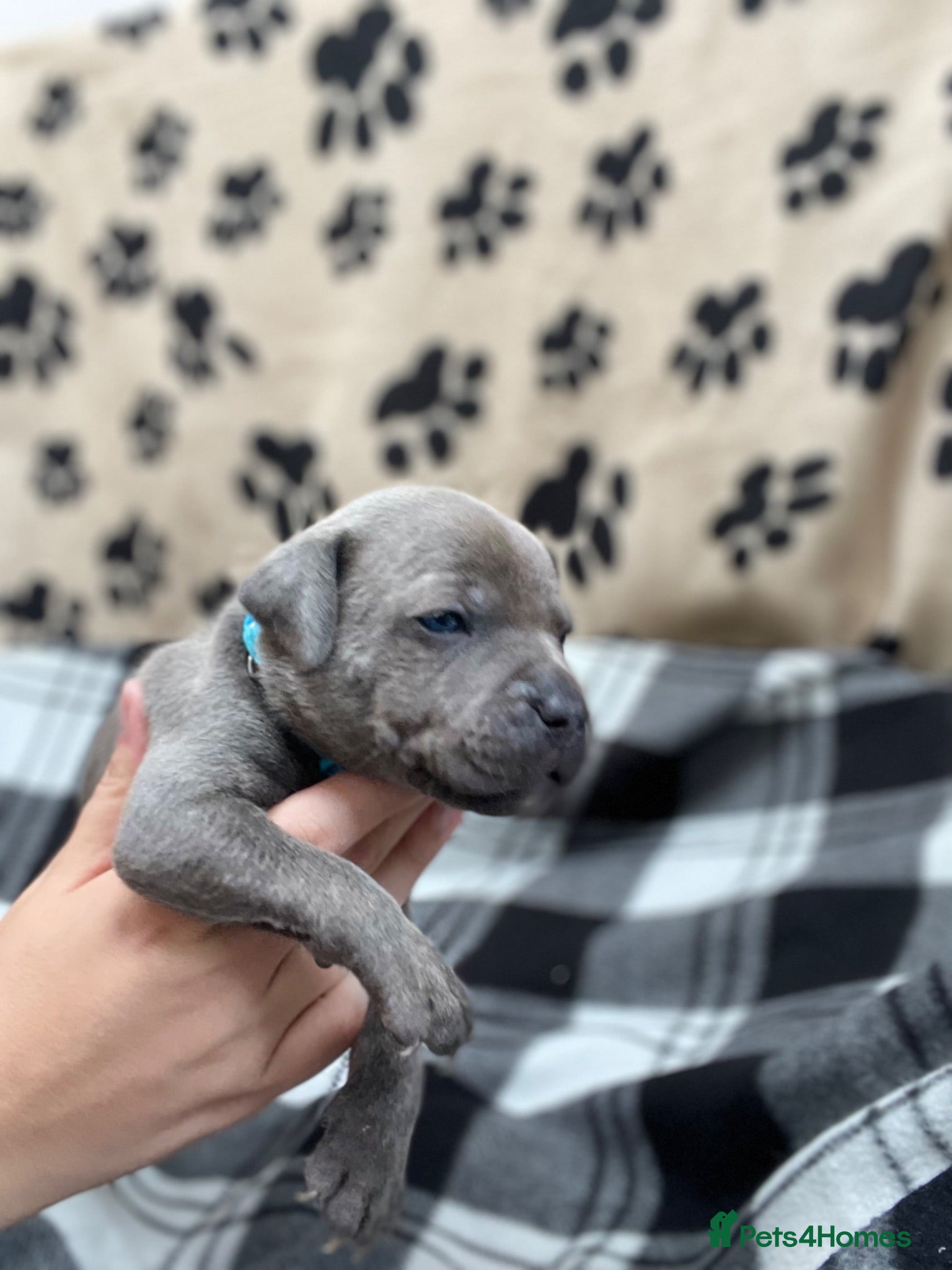 Staffordshire Bull Terrier dogs 9 gorgeous blue Staffordshire bull terrier  - Advert 2