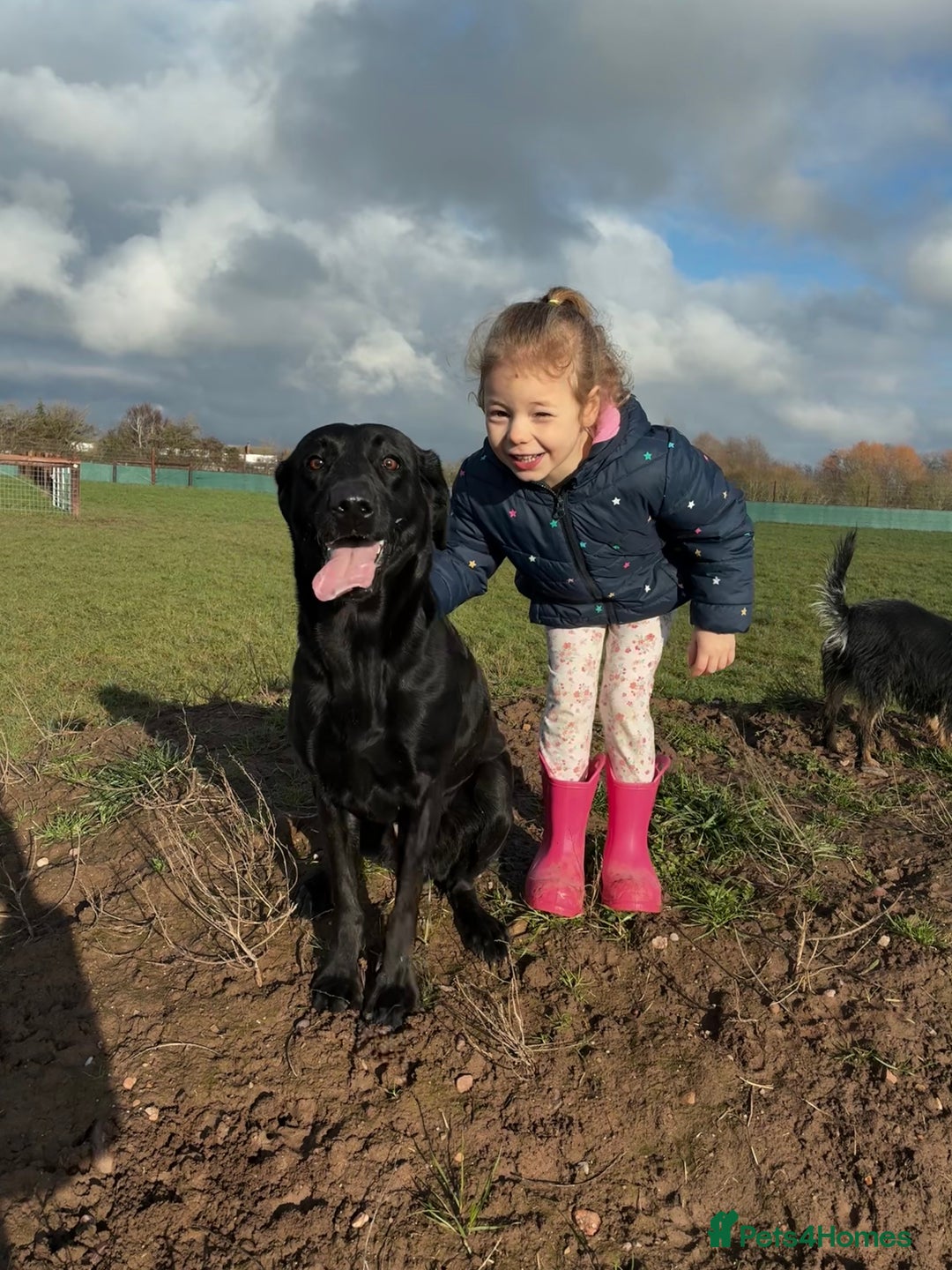 Labrador Retriever dogs for sale: Beautiful black lab for rehoming - Advert 4