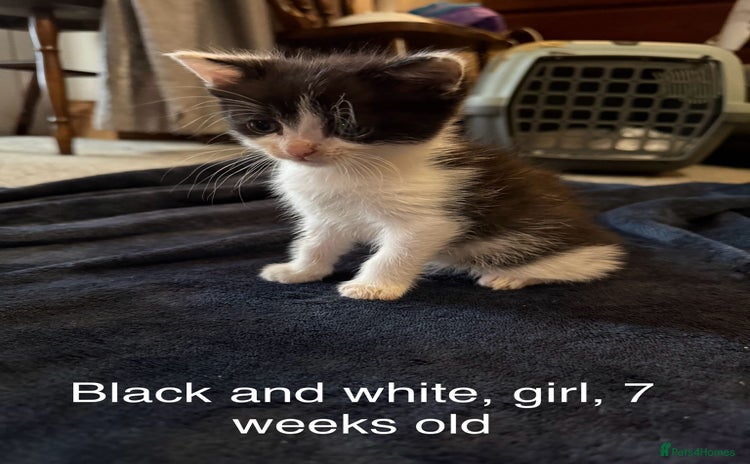 British Longhair cats - Advert 1