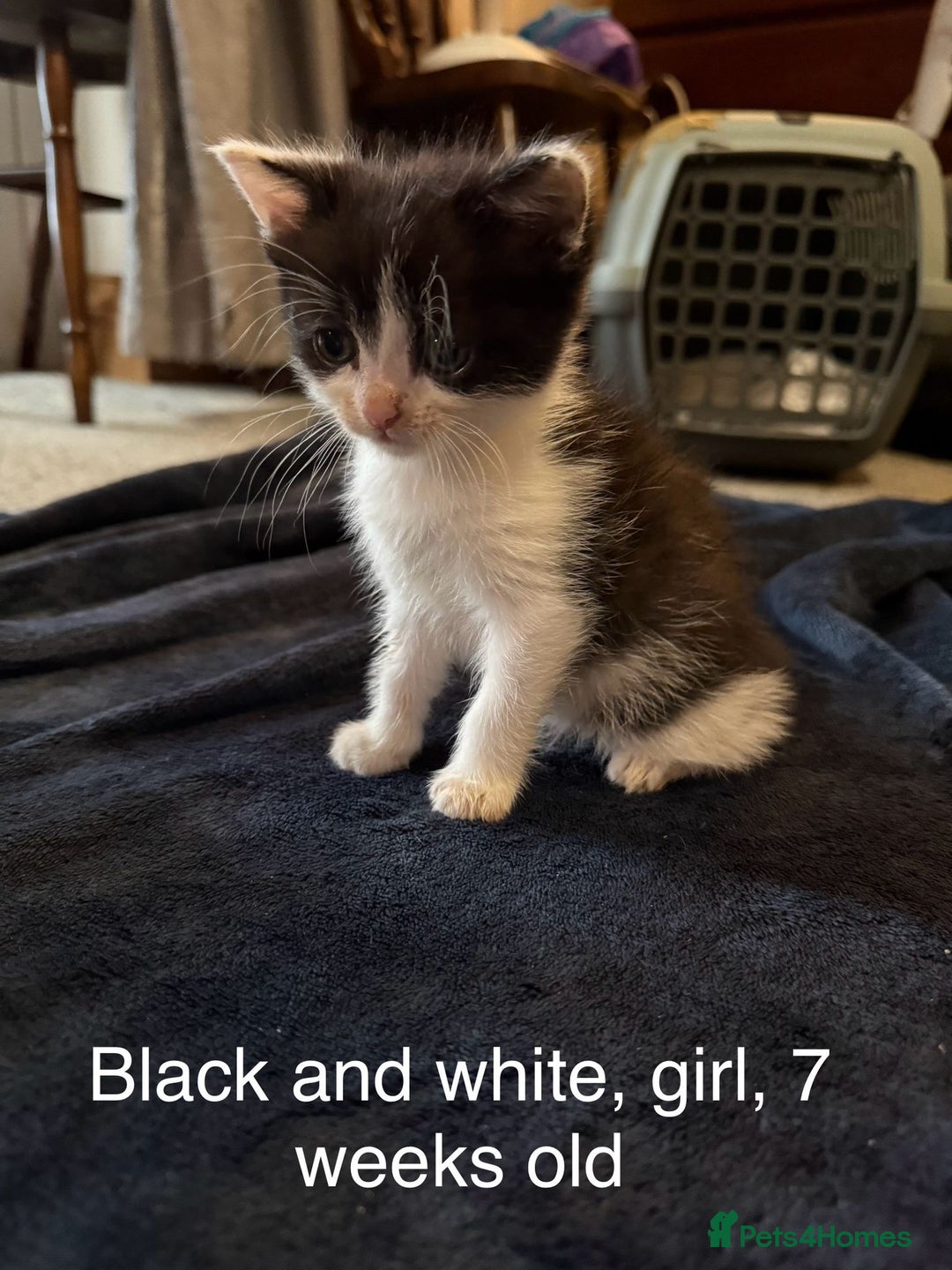British Longhair cats for sale: 7 week old girl kitten - Image 1