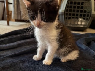 British Longhair cats - Advert 24