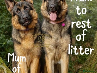 German Shepherd dogs Beautiful German Shepherd puppies - Advert 5