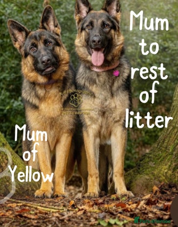 German Shepherd dogs Beautiful German Shepherd puppies - Advert 1