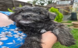 Mixed Breed dogs for sale: F1 Westipoos  - Image 23
