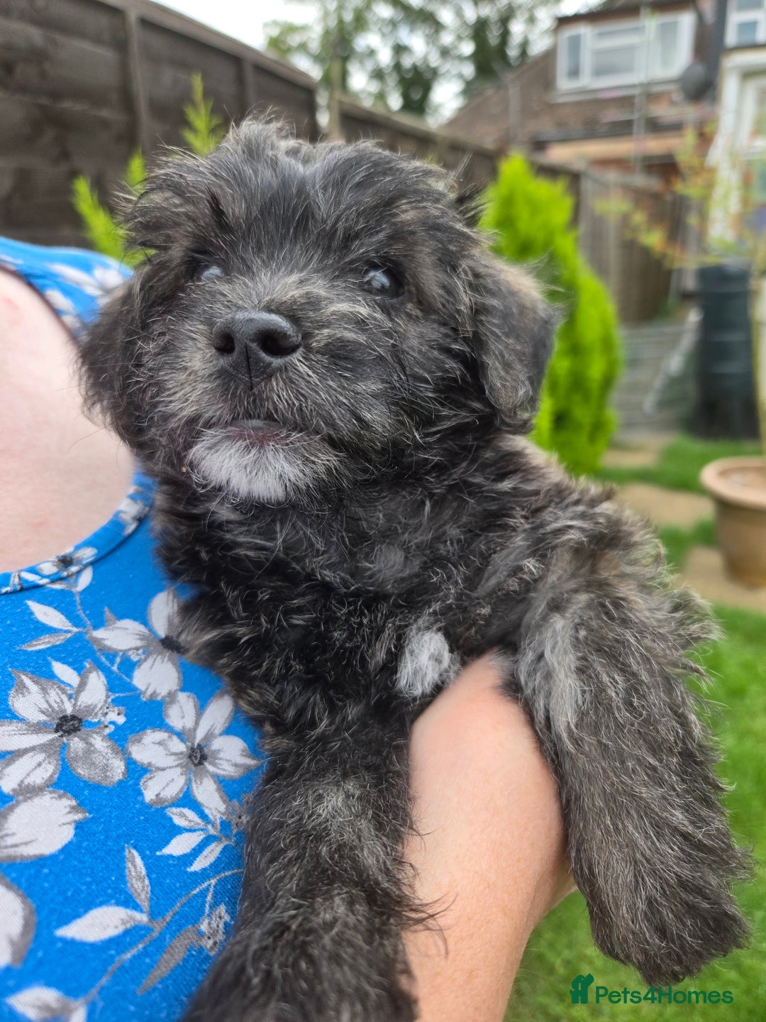 Mixed Breed dogs for sale: F1 Westipoos  - Image 23