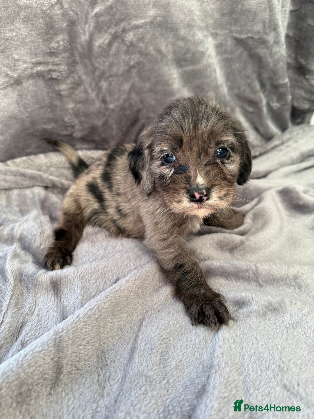 Cocker Spaniel dogs for sale: Cocker spaniel pups  - Advert 3