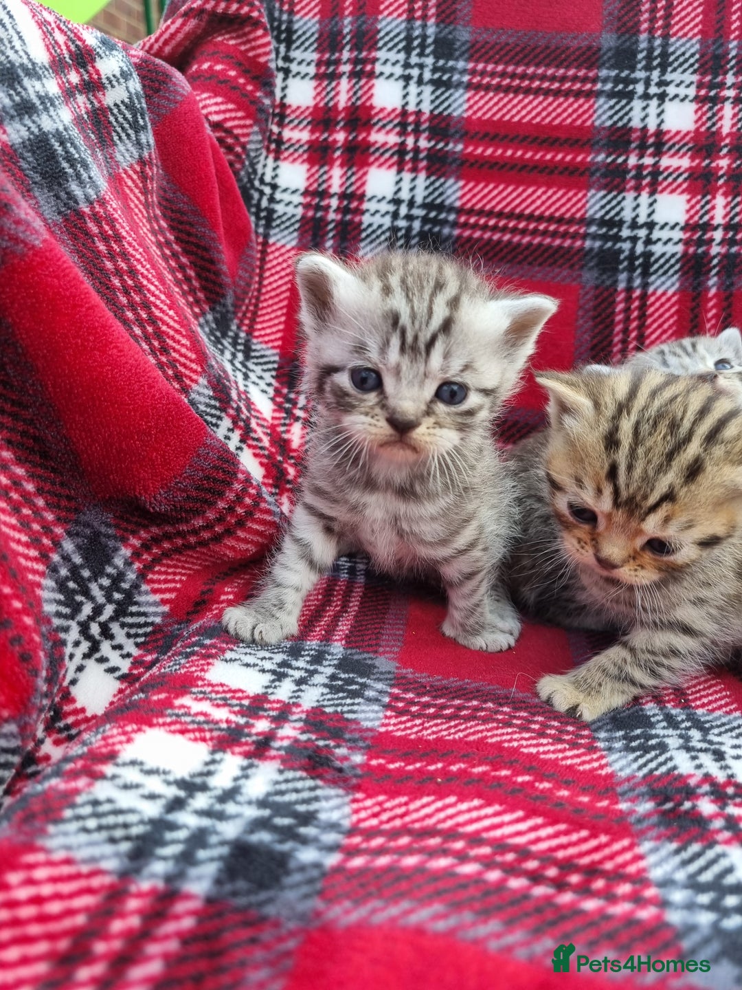 British Shorthair cats for sale: SILVER & GOLDEN SPOTTED BRITISH SHORTHAIR KITTENS  - Image 10