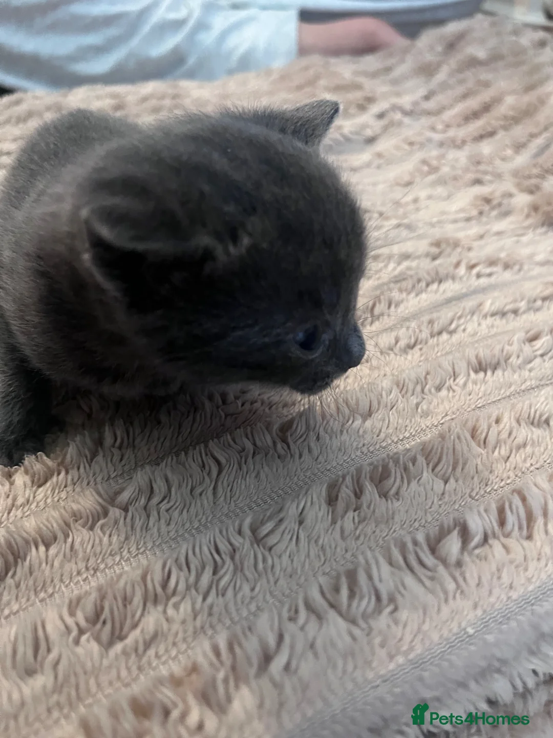 Mixed Breed cats for sale: Mixed British short hair.  in Manchester - Advert 2