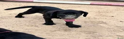 Labrador Retriever dogs for sale: KC Reg Puppies, FTCH Bred with versatility in mind - Advert 16