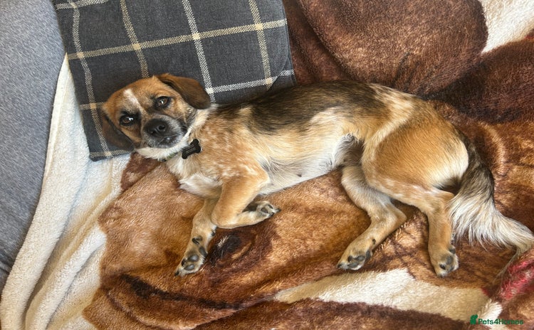 Mixed Breed dogs - Advert 6