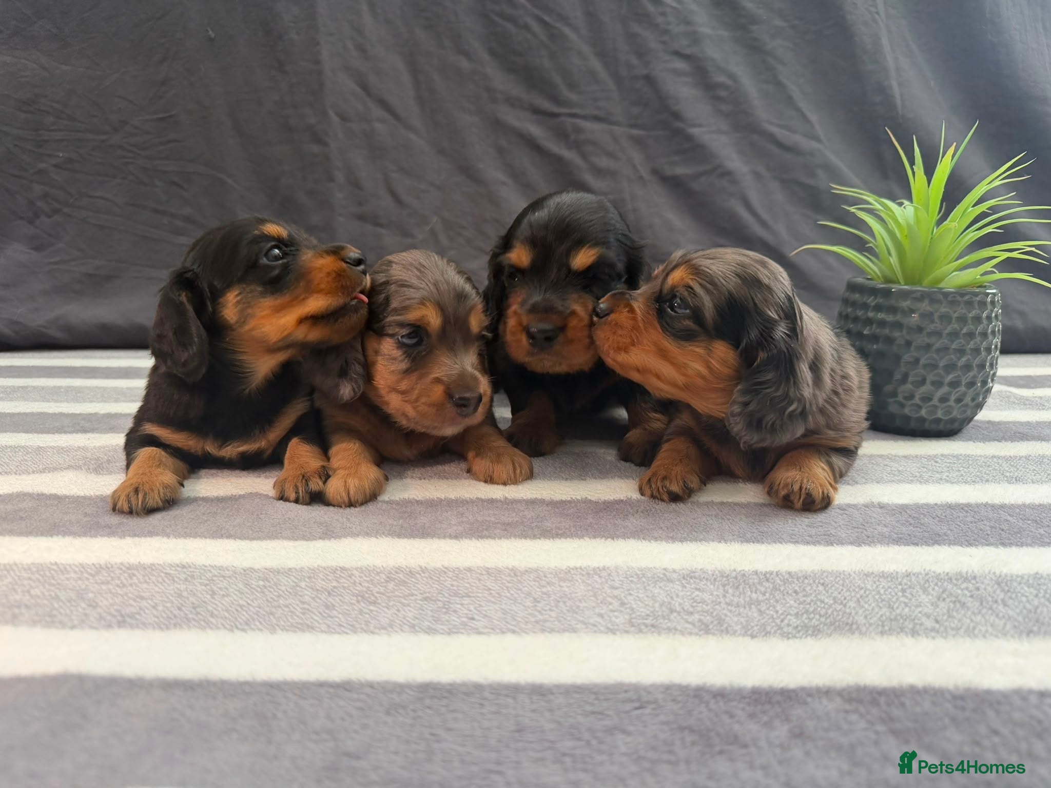 Miniature Dachshund dogs Longhair Miniature Dachshund - Advert 3