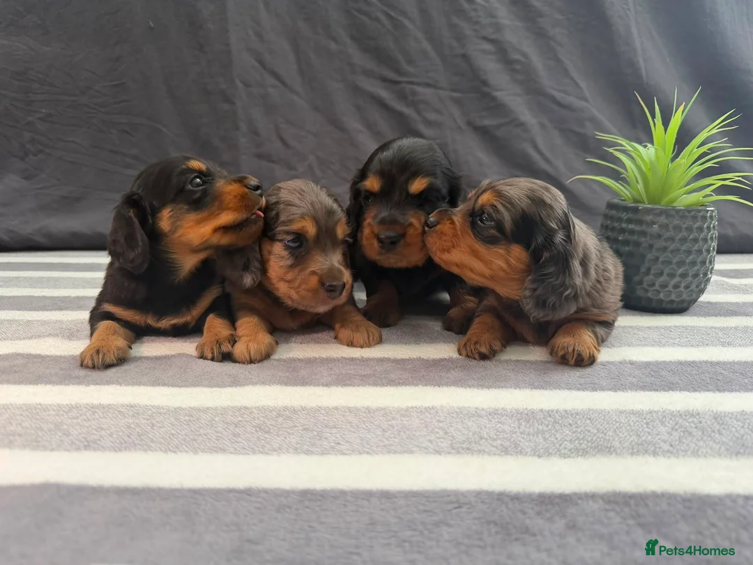 Miniature Dachshund dogs for sale: Longhair Miniature Dachshund - Advert 1