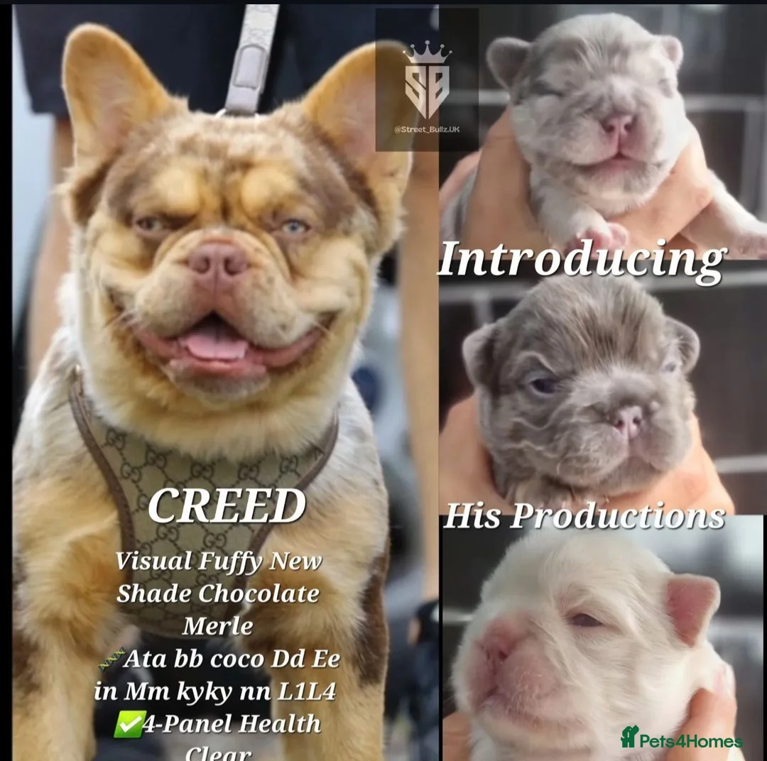 French Bulldog dogs for stud: CREED Fluffy Double Chocolate Merle £500 in South Ockendon - Advert 6