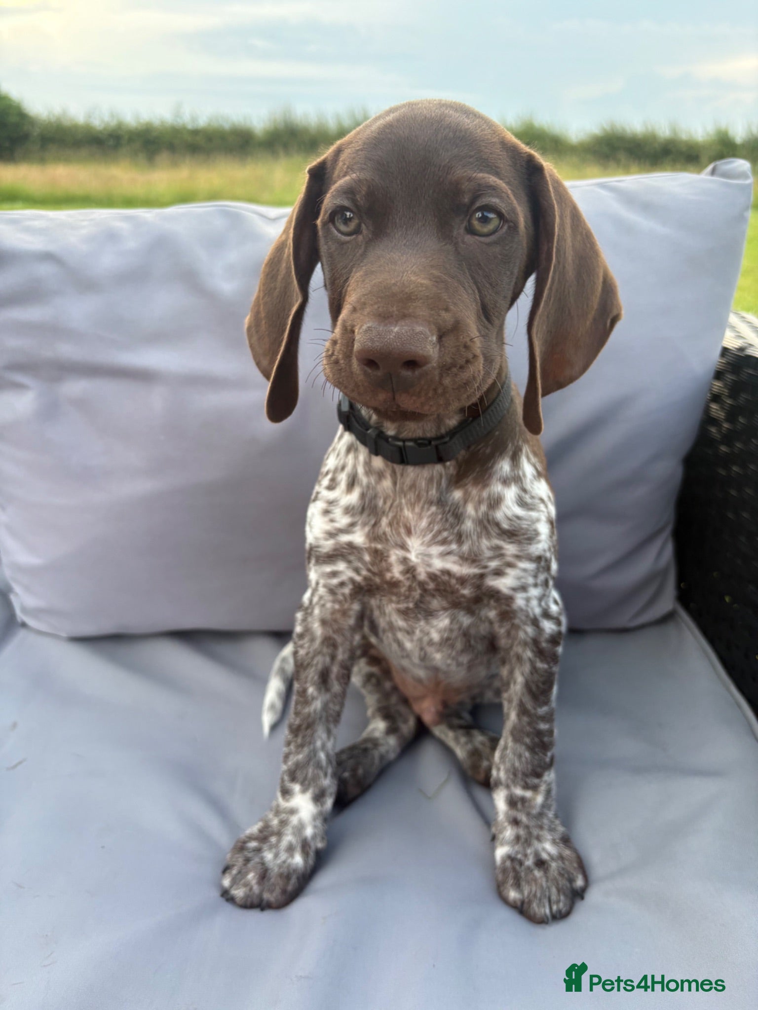 German Shorthaired Pointer dogs German shorthaired pointer - last baby boy  - Advert 5