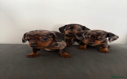 Dachshund dogs for sale: 3 dapple dachshund boys  - Image 4