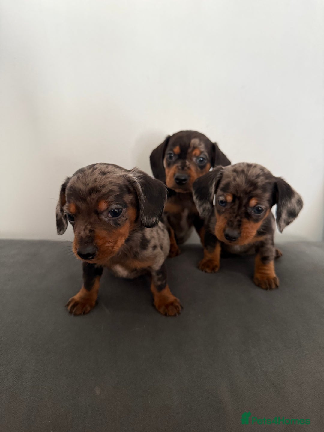 Dachshund dogs for sale: 3 dapple dachshund boys  - Image 4