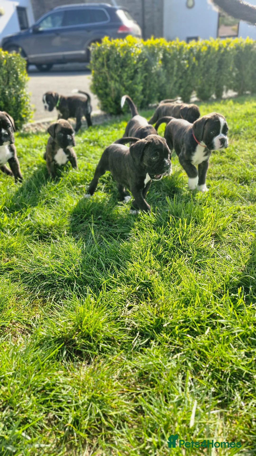 Boxer dogs for sale: Pedigree Boxer pups in Armagh - Advert 2